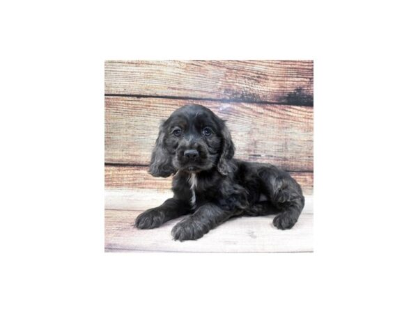Cocker Spaniel-DOG-Male-Blue Roan-22907-Petland Scottsdale, Arizona
