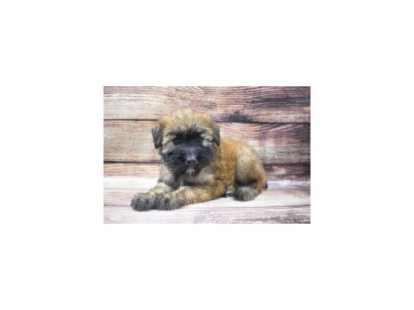 Soft Coated Wheaten Terrier-DOG-Female-Wheaten-22902-Petland Scottsdale, Arizona