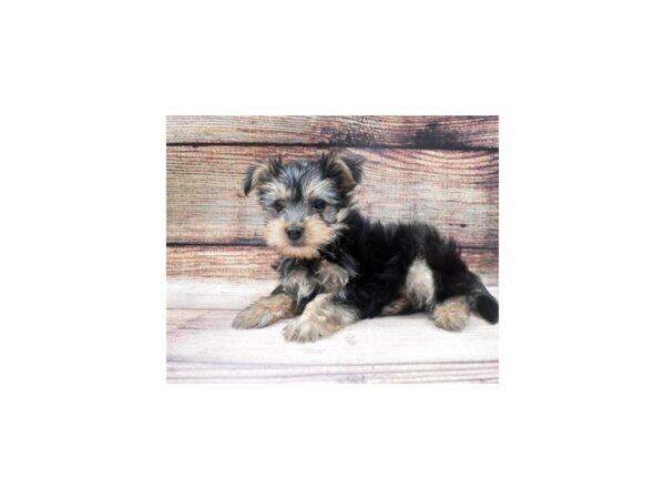 Maltese/Yorkshire Terrier-DOG-Male-Black and Tan-22898-Petland Scottsdale, Arizona
