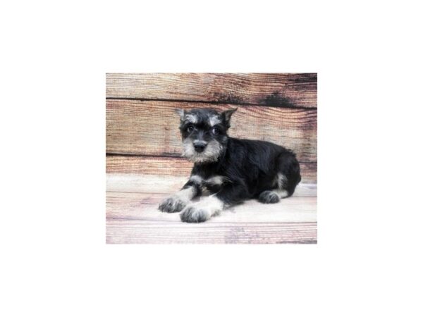 Miniature Schnauzer-DOG-Male-Black and Silver-22905-Petland Scottsdale, Arizona