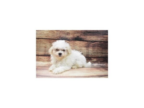 Coton De Tulear-DOG-Female-White-22896-Petland Scottsdale, Arizona