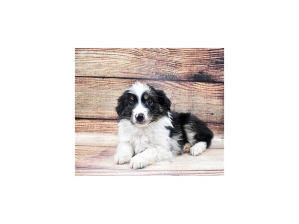 Miniature Australian Shepherd-DOG-Male-Blue Merle White and Tan-22897-Petland Scottsdale, Arizona