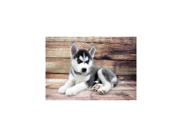 Siberian Husky-DOG-Female-Black and White-22900-Petland Scottsdale, Arizona