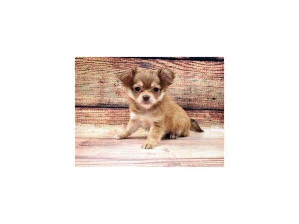 Chihuahua-DOG-Female-Chocolate Sabled Fawn-22906-Petland Scottsdale, Arizona