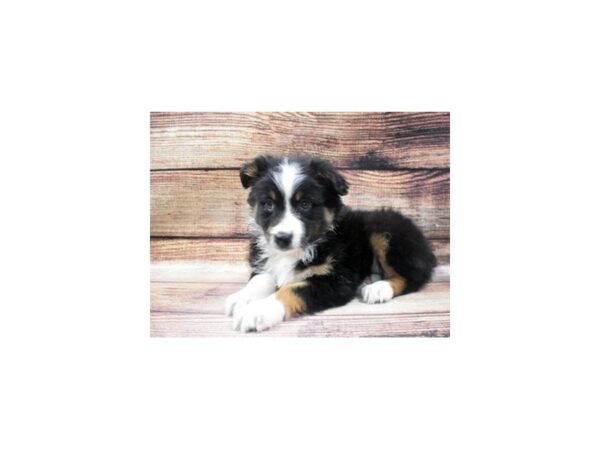 Australian Shepherd-DOG-Female-Black and White-22908-Petland Scottsdale, Arizona