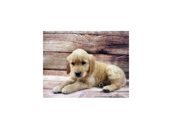 Golden Retriever-DOG-Male-Golden-22904-Petland Scottsdale, Arizona