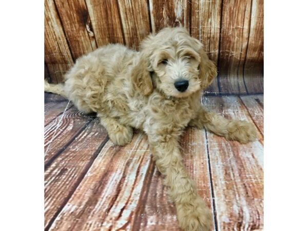 F1B Goldendoodle-DOG-Male-Golden-22928-Petland Scottsdale, Arizona