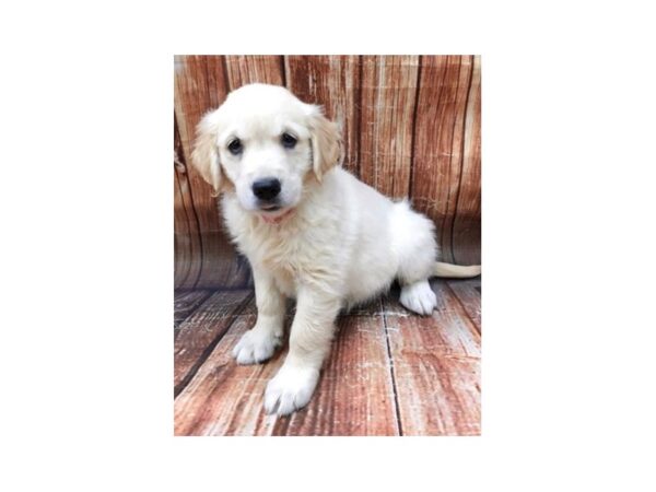 Golden Retriever-DOG-Female-Lt Golden-22925-Petland Scottsdale, Arizona