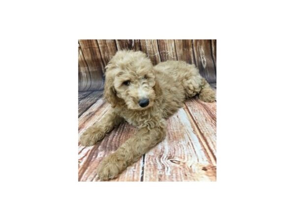 F1B Goldendoodle-DOG-Female-Golden-22929-Petland Scottsdale, Arizona