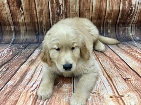 Golden Retriever-DOG-Male-Golden-22927-Petland Scottsdale, Arizona