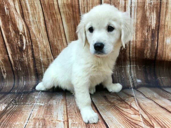 Golden Retriever-DOG-Female-Lt Golden-22926-Petland Scottsdale, Arizona