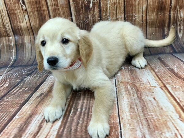Golden Retriever-DOG-Female-Lt Golden-22924-Petland Scottsdale, Arizona