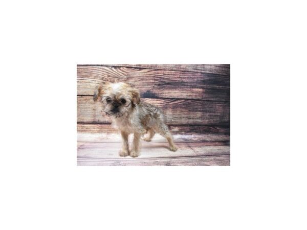 Brussels Griffon-DOG-Male-Belge-22943-Petland Scottsdale, Arizona