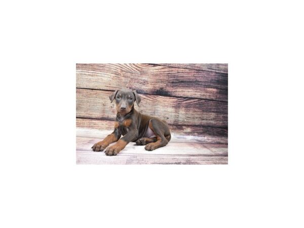 Doberman Pinscher-DOG-Female-Red and Rust-22965-Petland Scottsdale, Arizona