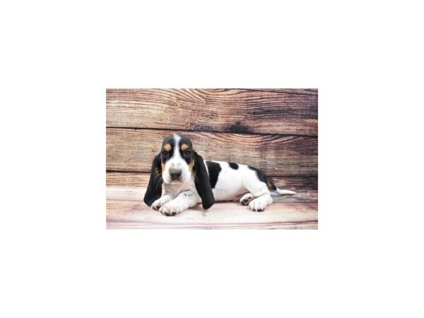Basset Hound-DOG-Male-Black Brown and White-22939-Petland Scottsdale, Arizona