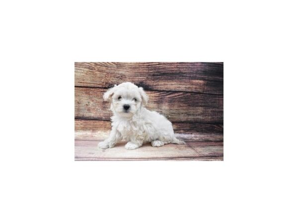Maltese/Poodle-DOG-Female-White-22932-Petland Scottsdale, Arizona