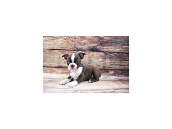 Boston Terrier-DOG-Male-Seal and White-22941-Petland Scottsdale, Arizona
