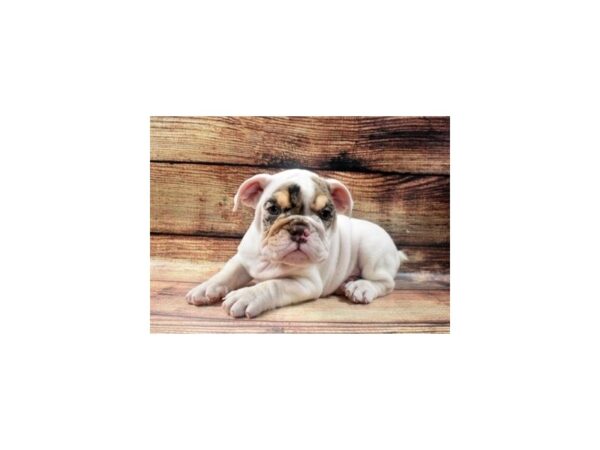 English Bulldog-DOG-Male-Red and White-22944-Petland Scottsdale, Arizona
