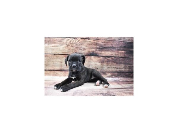 Boxer-DOG-Female-Brindle-22942-Petland Scottsdale, Arizona