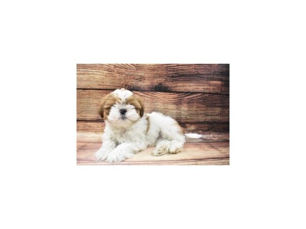 Lhasa Apso-DOG-Male-Red-22934-Petland Scottsdale, Arizona