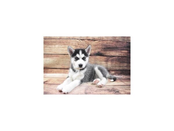 Siberian Husky-DOG-Female-Black and White-22933-Petland Scottsdale, Arizona