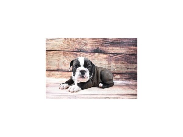 English Bulldog-DOG-Female-Black and White-22945-Petland Scottsdale, Arizona