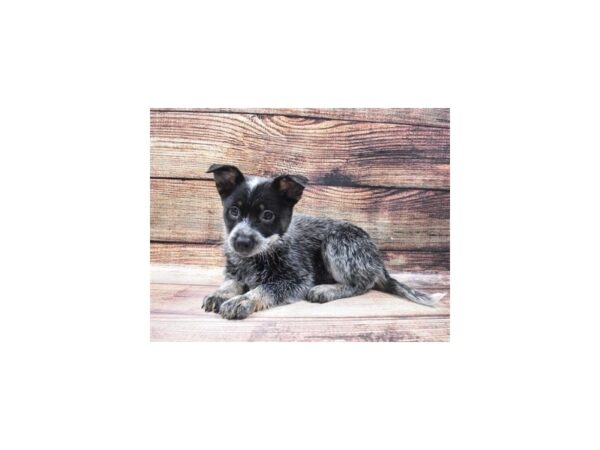 Australian Cattle Dog-DOG-Female-Blue Mottled-22938-Petland Scottsdale, Arizona