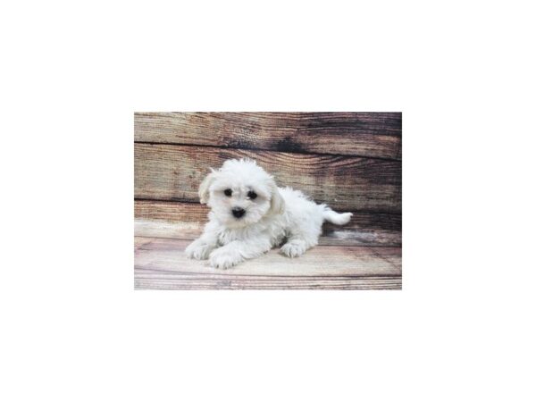 Bichon Frise/Shih Tzu-DOG-Female-White-22930-Petland Scottsdale, Arizona
