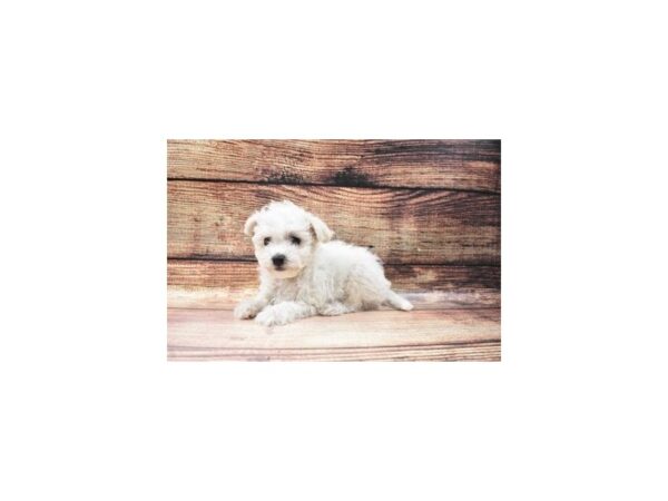 Bichon Frise-DOG-Male-White-22940-Petland Scottsdale, Arizona