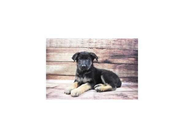 German Shepherd Dog-DOG-Female-Black and Tan-22936-Petland Scottsdale, Arizona