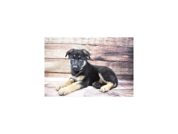 German Shepherd Dog-DOG-Male-Black and Tan-22937-Petland Scottsdale, Arizona