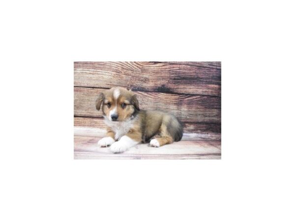 Miniature American Shepherd/Pembroke Welsh Corgi-DOG-Male-Merle-22931-Petland Scottsdale, Arizona