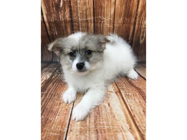 American Eskimo/Poodle-DOG-Male-White-22957-Petland Scottsdale, Arizona