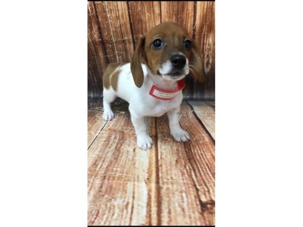 Dachshund-DOG-Female-Red-22947-Petland Scottsdale, Arizona