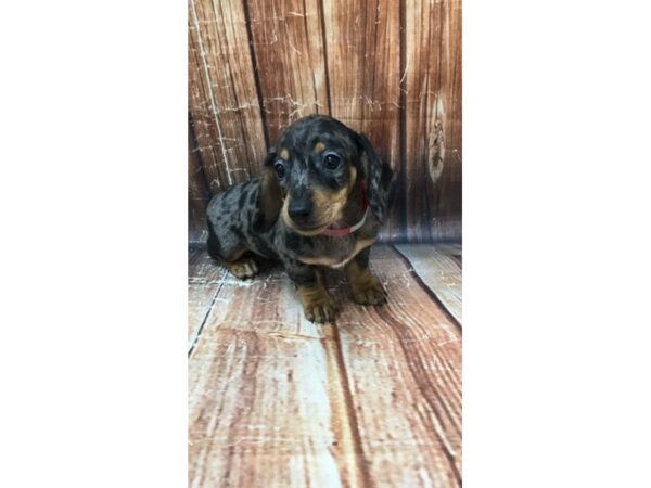 Dachshund-DOG-Female-Black / Tan-22949-Petland Scottsdale, Arizona