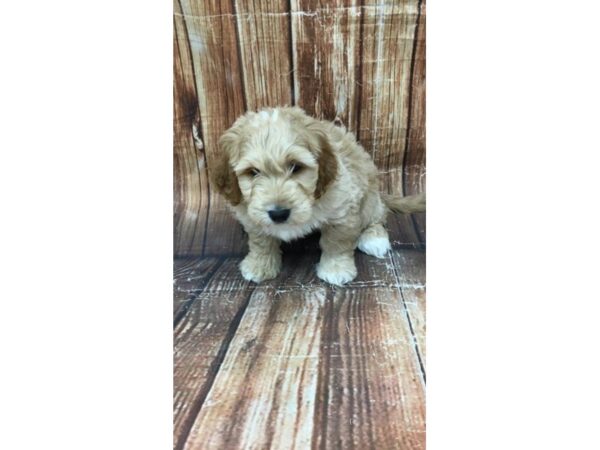 F1 Mini Goldendoodle-DOG-Male-Golden-22958-Petland Scottsdale, Arizona