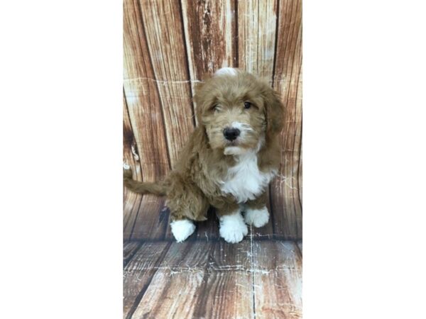 F1 Mini Goldendoodle-DOG-Male-Red-22959-Petland Scottsdale, Arizona