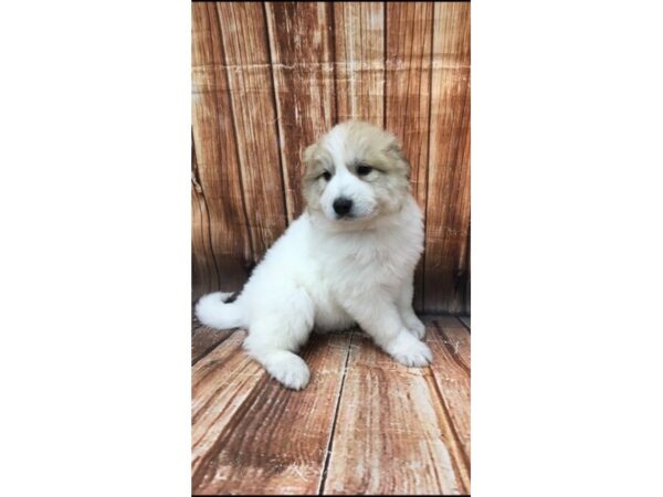 Great Pyrenees-DOG-Female-White-22950-Petland Scottsdale, Arizona