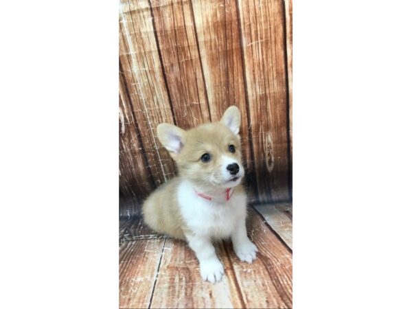 Pembroke Welsh Corgi-DOG-Female-Red Merle-22951-Petland Scottsdale, Arizona