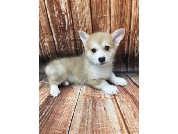 Pembroke Welsh Corgi-DOG-Male-Red Merle-22953-Petland Scottsdale, Arizona