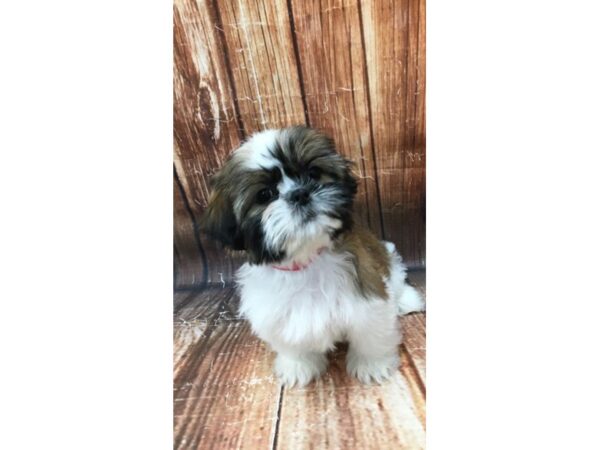 Shih Tzu-DOG-Female-White / Gold-22955-Petland Scottsdale, Arizona