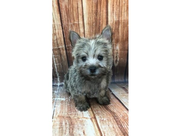 Cairn Terrier-DOG-Male-Wheaten-22946-Petland Scottsdale, Arizona