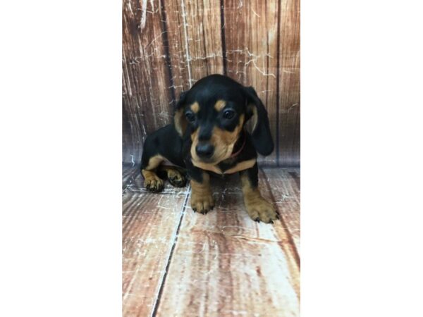 Dachshund-DOG-Female-Black / Tan-22948-Petland Scottsdale, Arizona