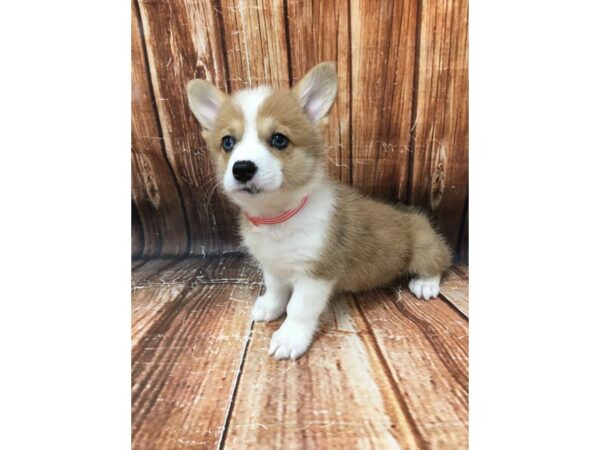 Pembroke Welsh Corgi-DOG-Female-Red Merle-22952-Petland Scottsdale, Arizona