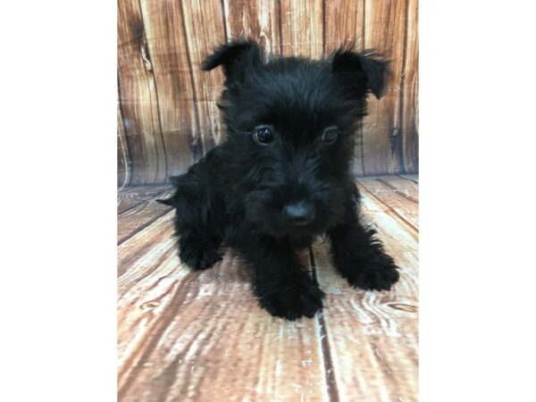 Scottish Terrier-DOG-Female-Black-22954-Petland Scottsdale, Arizona
