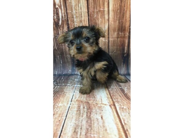 Yorkshire Terrier-DOG-Female-Black / Tan-22956-Petland Scottsdale, Arizona