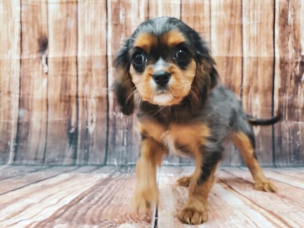 Cavalier King Charles Spaniel-DOG-Female-Blue Merle White / Tan-22914-Petland Scottsdale, Arizona