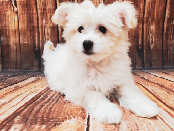 American Eskimo/Poodle-DOG-Female-Cream-22921-Petland Scottsdale, Arizona