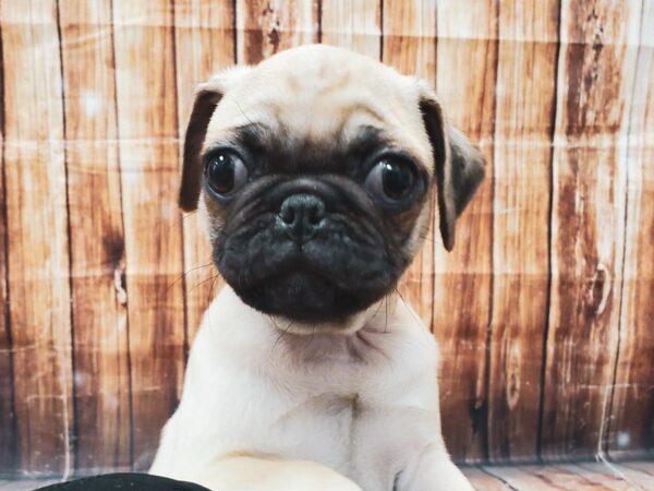 Pug-DOG-Male-Fawn-22918-Petland Scottsdale, Arizona