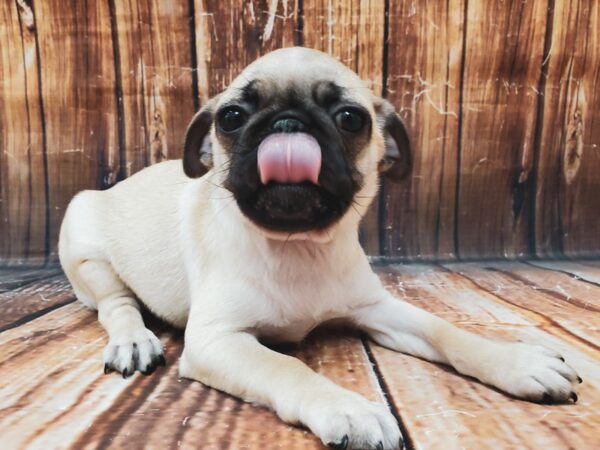 Pug-DOG-Female-Fawn-22919-Petland Scottsdale, Arizona